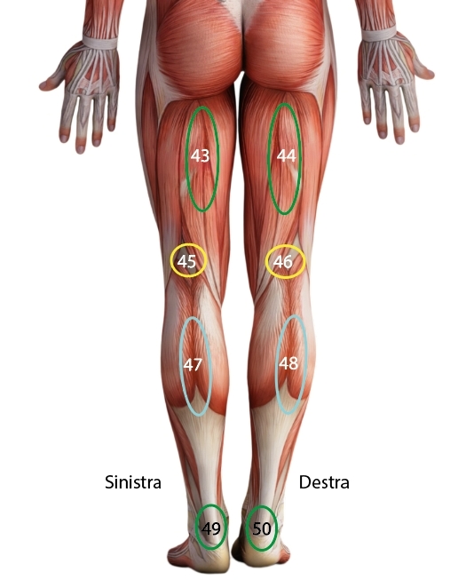 Arti Inferiori