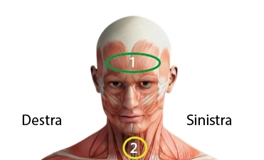 Testa